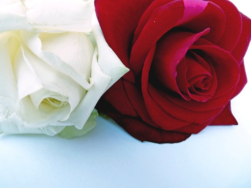 Red and White Roses — Calm, Photograph, Flower, Petal