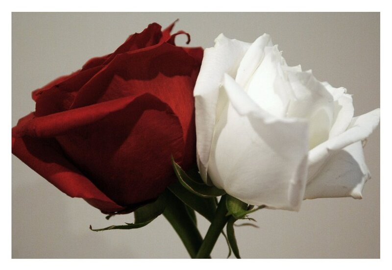 Red and White Roses — Calm, Photograph, Flower