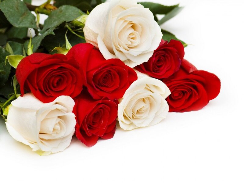 Red and White Roses — Calm, Photograph, Flowers, Leaves