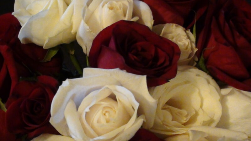 Red and White Roses — Calm, Photograph, Flowers, Petals