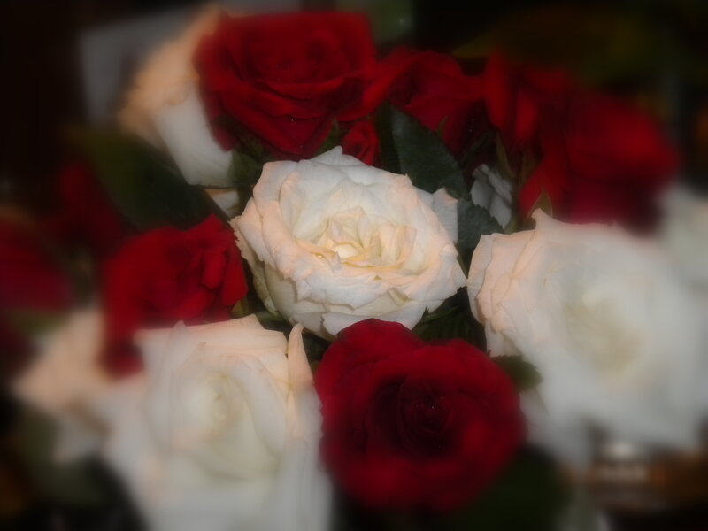 Red and White Roses — Calm, Photograph, Flowers
