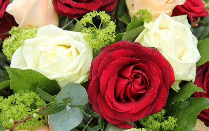 Red and White Roses — Calm, Photograph, Green Hydrangeas