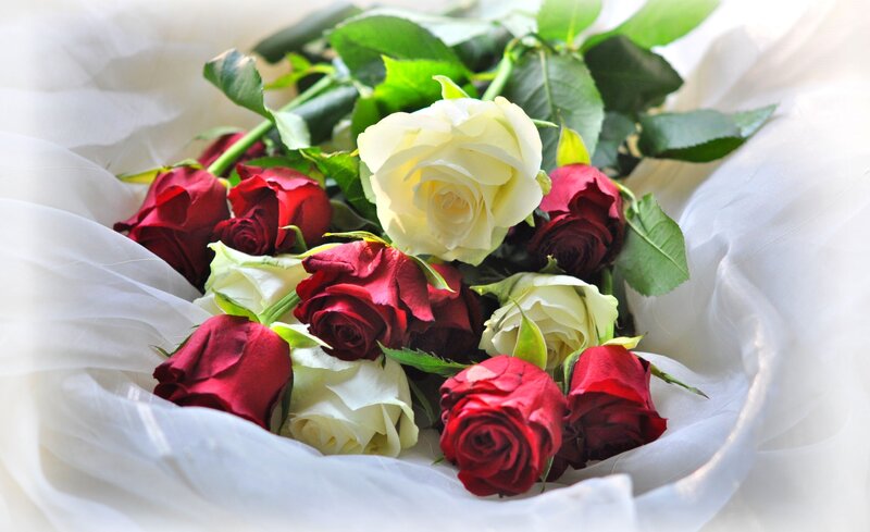 Red and White Roses — Calm, Photograph, Green Leaves, White Fabric