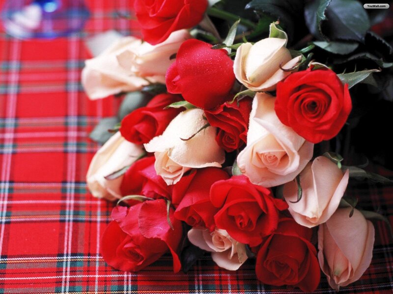Red and White Roses — Calm, Photograph, Plaid Tablecloth