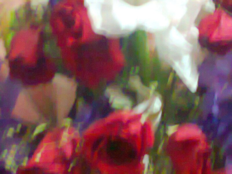 Red and White Roses — Calm, Photograph