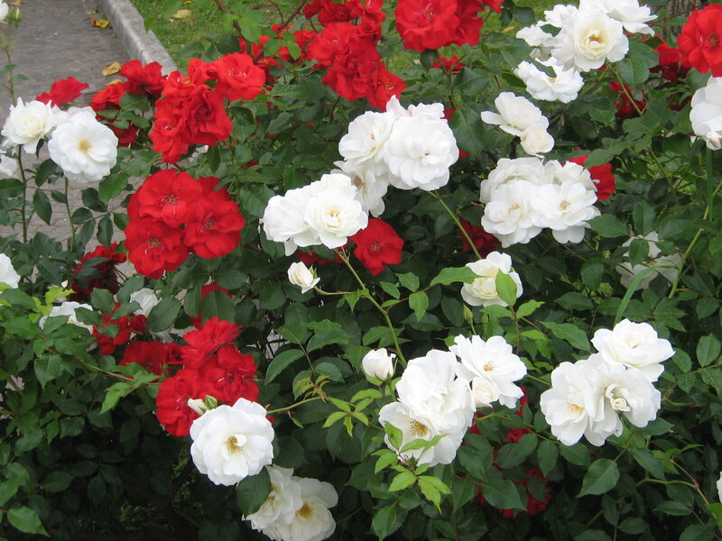 Red and White Roses — Calm, Spring