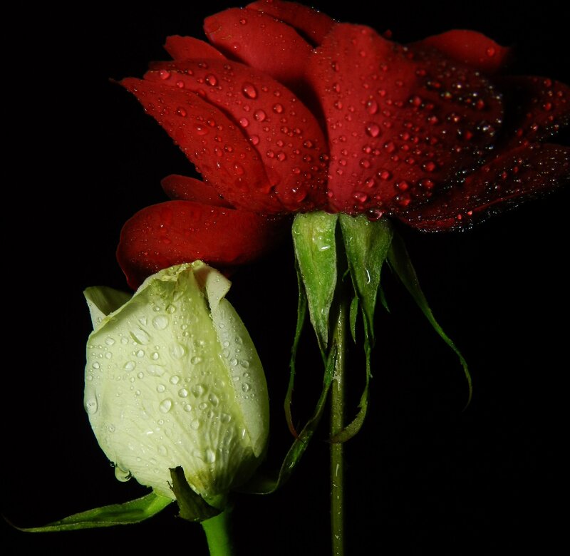 Red and White Roses — Dramatic, Night, Photograph