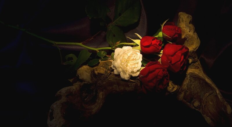 Red and White Roses — Dramatic, Night