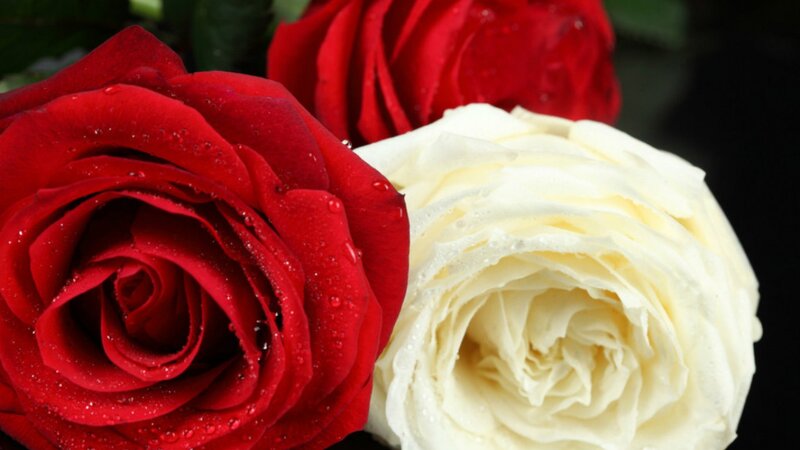 Red and White Roses — Dramatic, Photograph, Drops, Green Leaves