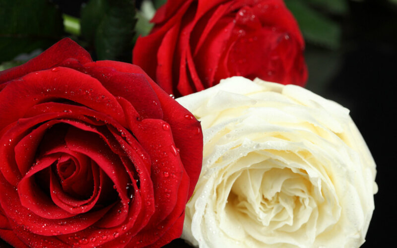 Red and White Roses — Dramatic, Photograph, Drops
