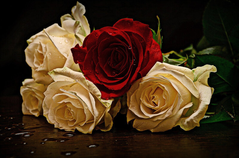 Red and White Roses — Dramatic, Photograph, Drops, Wooden Surface
