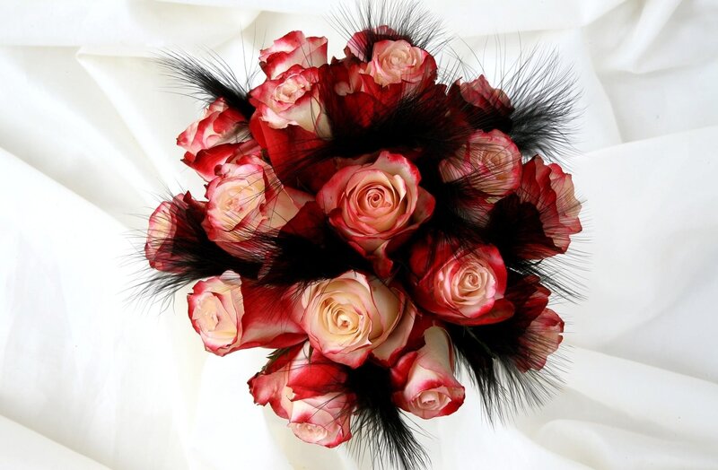 Red and White Roses — Dramatic, Photograph, Feathers