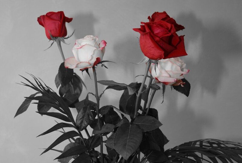 Red and White Roses — Dramatic, Photograph, Flowers