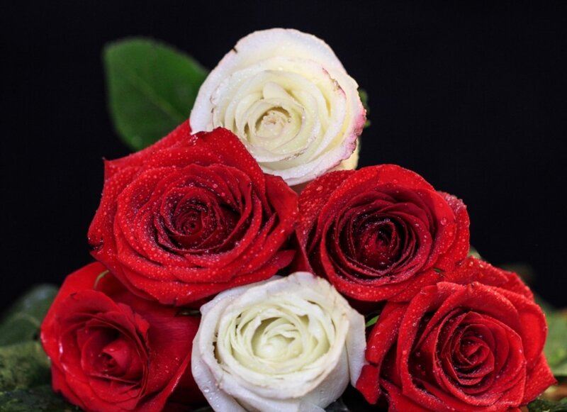 Red and White Roses — Dramatic, Photograph, Leaves