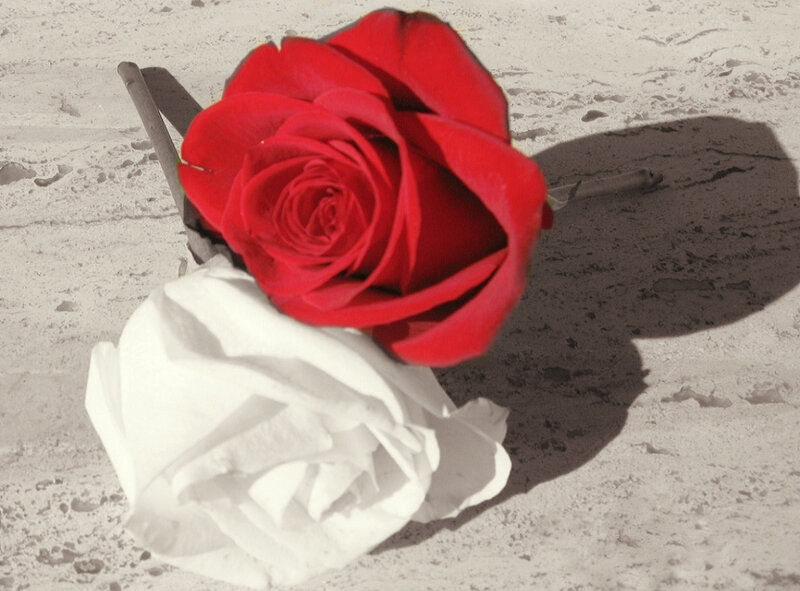 Red and White Roses — Dramatic, Photograph, Rose, Stone