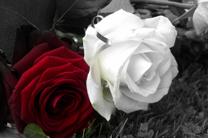 Red and White Roses — Dramatic, Photograph, Rose