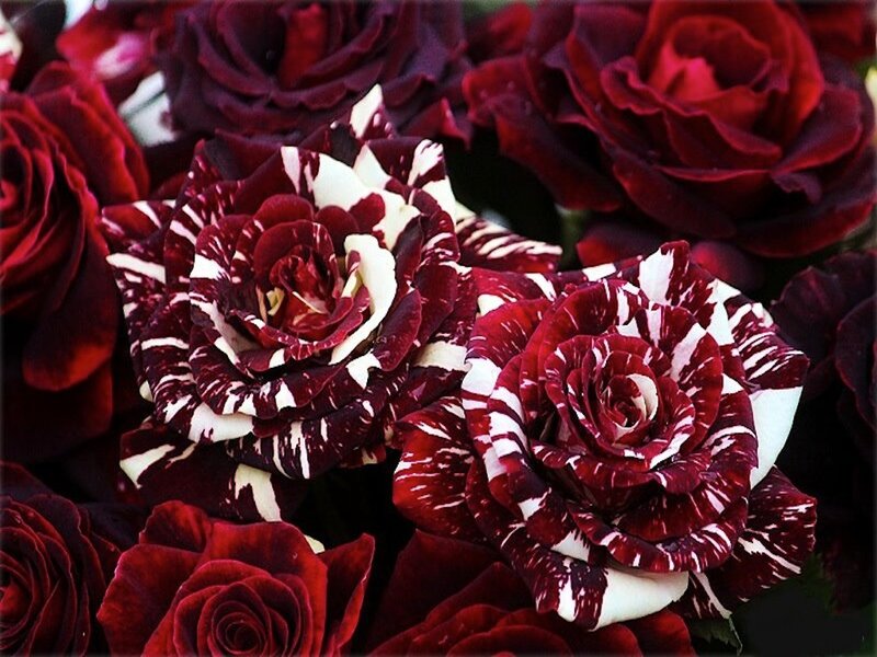 Red and White Roses — Dramatic, Photograph