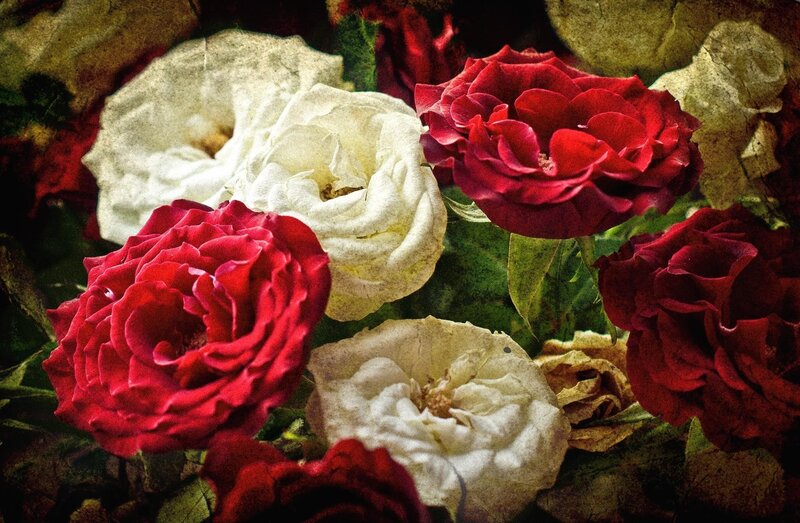 Red and white roses in a bouquet