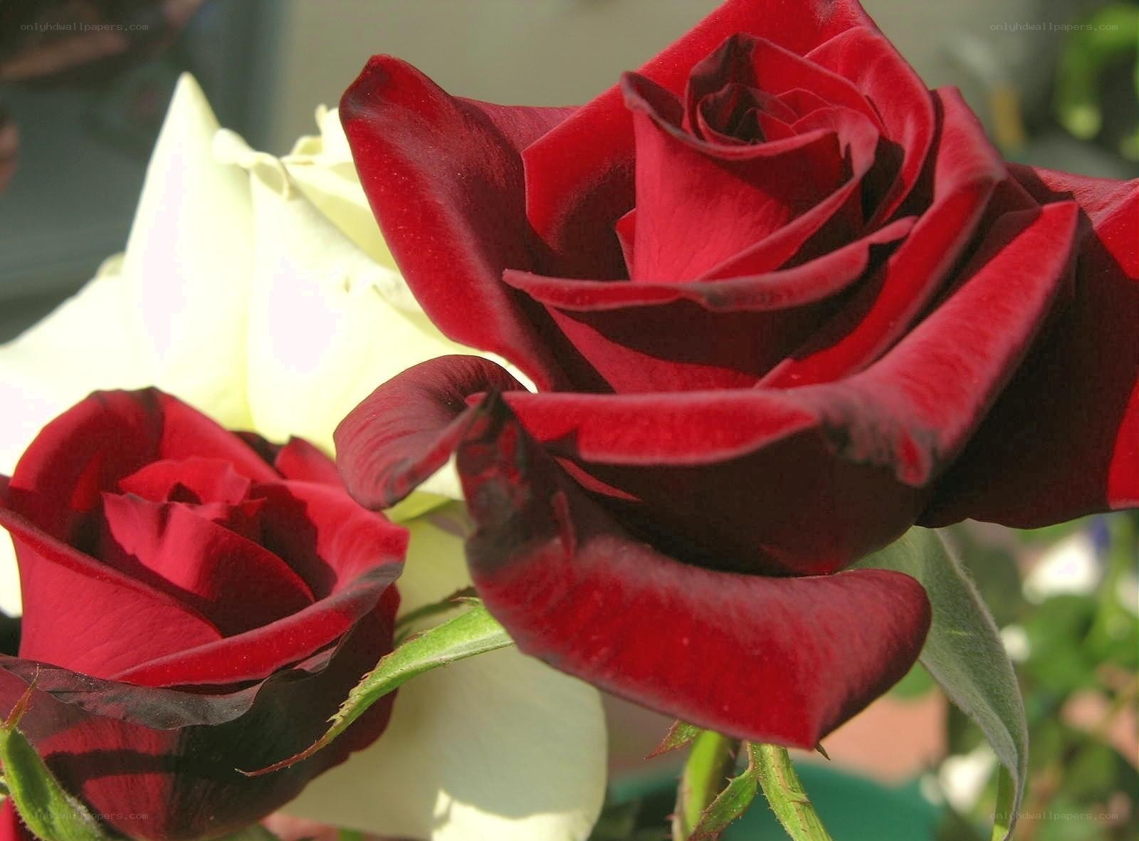 Red and white roses in bloom