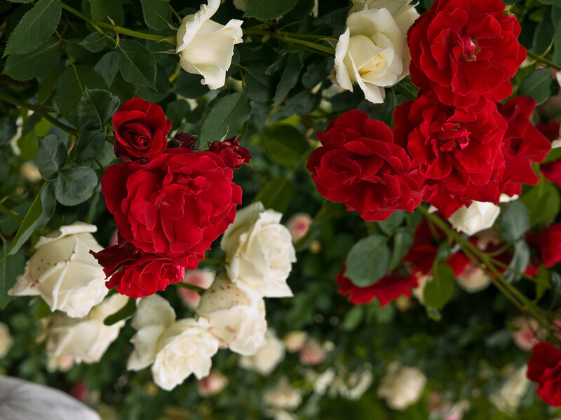 Red and white roses in bloom