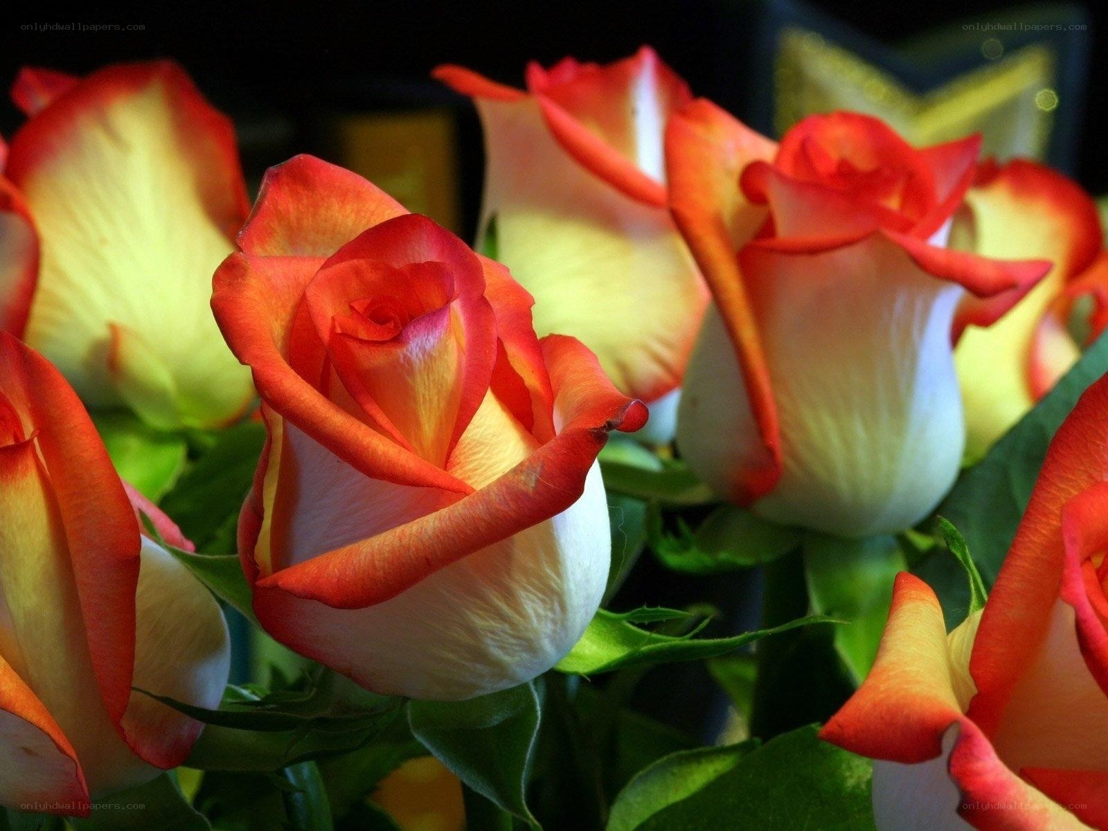 Red and white roses in bloom