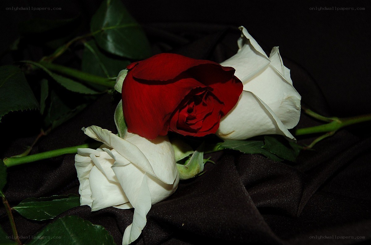 Red and white roses on black