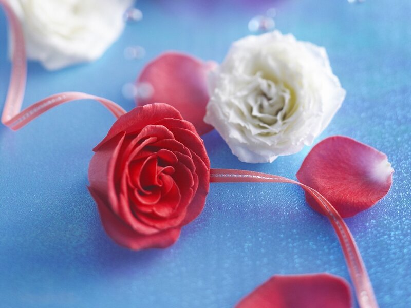 Red and white roses on blue