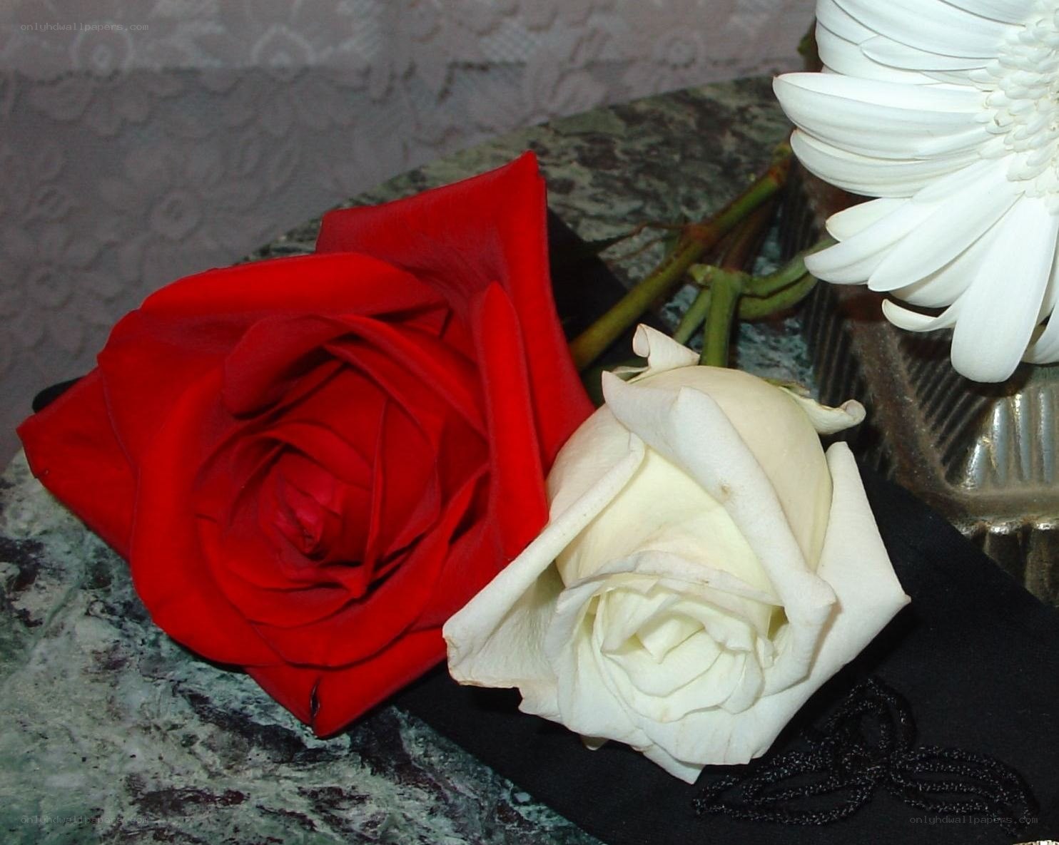 Red and white roses on marble
