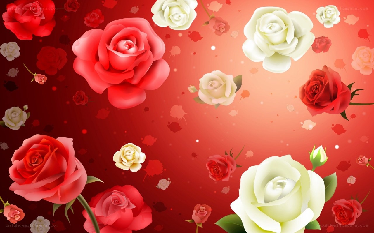 Red and white roses on red background