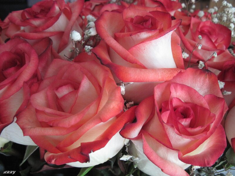 Red and White Roses — Pink