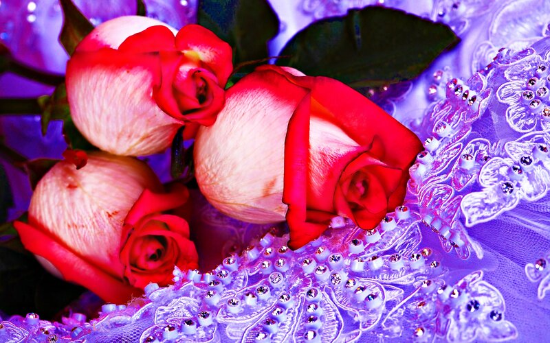 Red and White Roses — Purple
