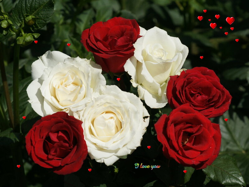 Red and White Roses — Romantic, Afternoon