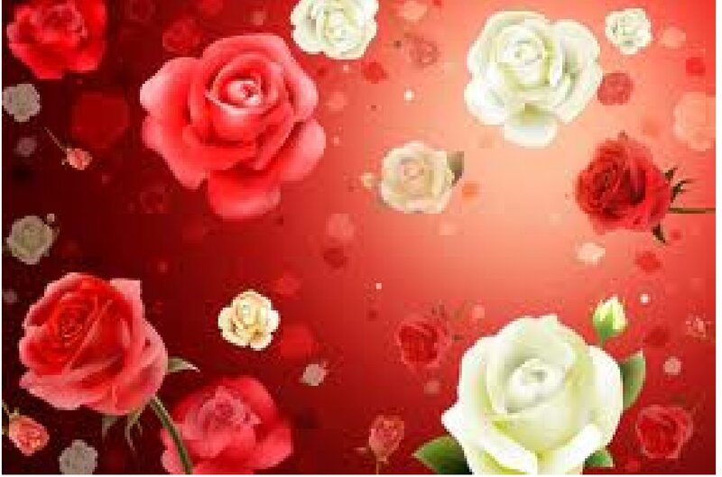Red and White Roses — Romantic, Illustration