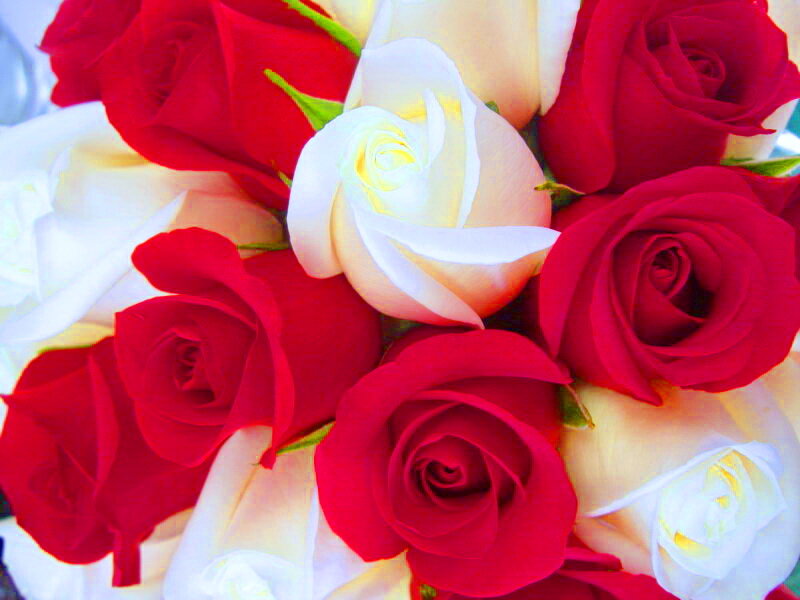 Red and White Roses — Romantic, Photograph, Bouquet