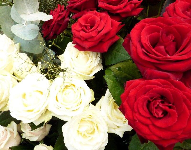 Red and White Roses — Romantic, Photograph, Eucalyptus