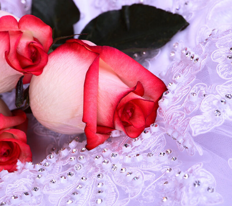 Red and White Roses — Romantic, Photograph