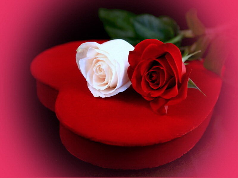 Red and White Roses — Romantic