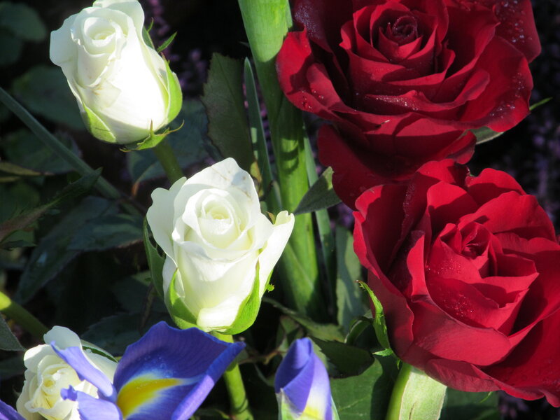 Red and White Roses — Serene, Afternoon, Photograph, Flowers, Leaves