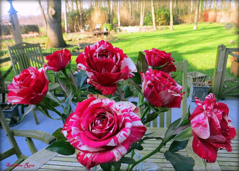 Red and White Roses — Serene, Afternoon, Photograph, Garden