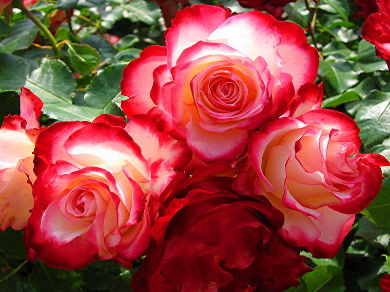 Red and White Roses — Serene, Afternoon