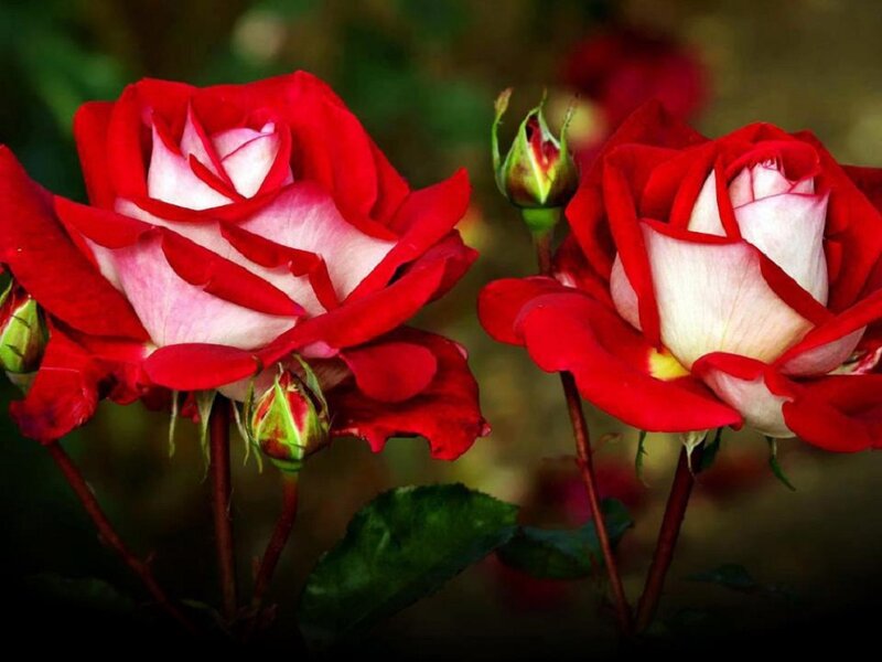 Red and White Roses — Serene, Photograph, Buds