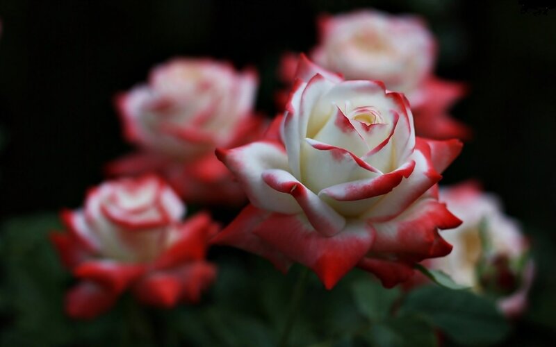 Red and White Roses — Serene, Photograph, Flowers, Leaves