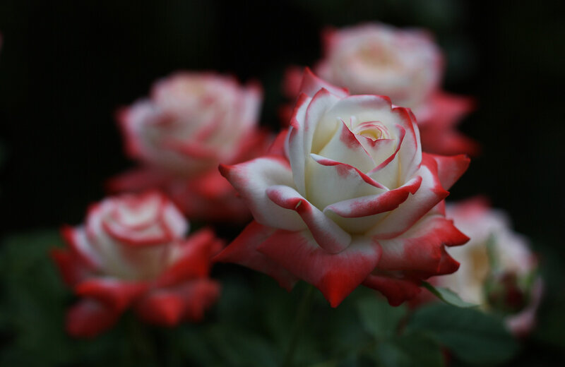 Red and White Roses — Serene, Photograph, Flowers