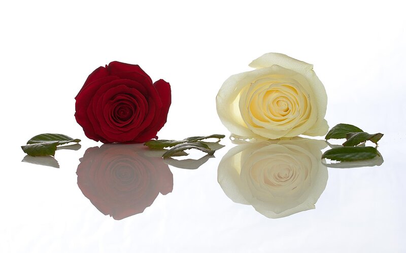 Red and White Roses — Serene, Photograph, Leaves