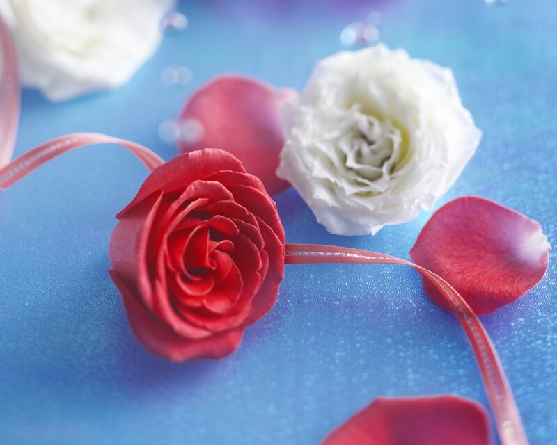 Red and White Roses — Serene, Photograph, Petals