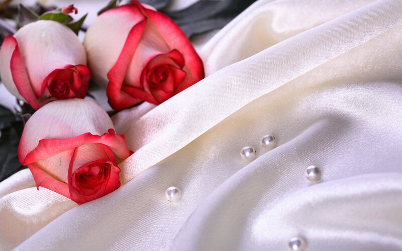 Red and White Roses — Serene, Photograph