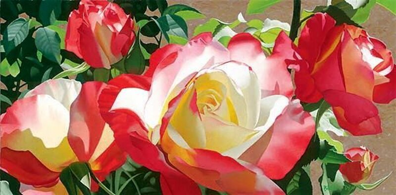 Red and White Roses — Serene, Spring