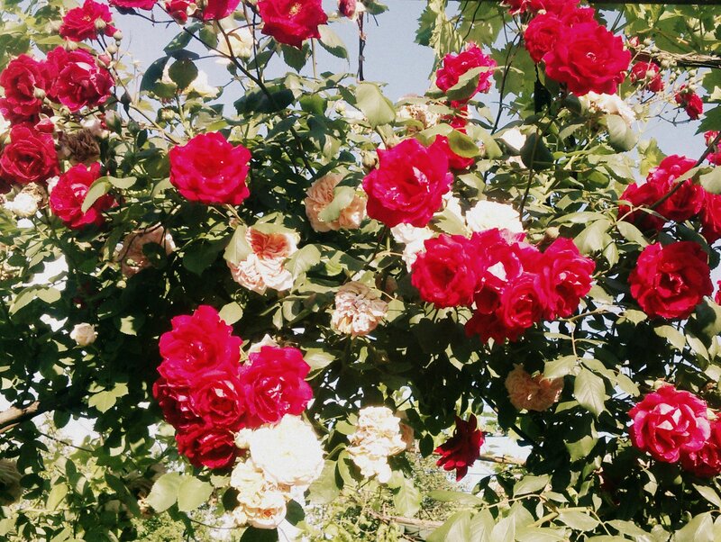 Red and White Roses — Serene, Summer