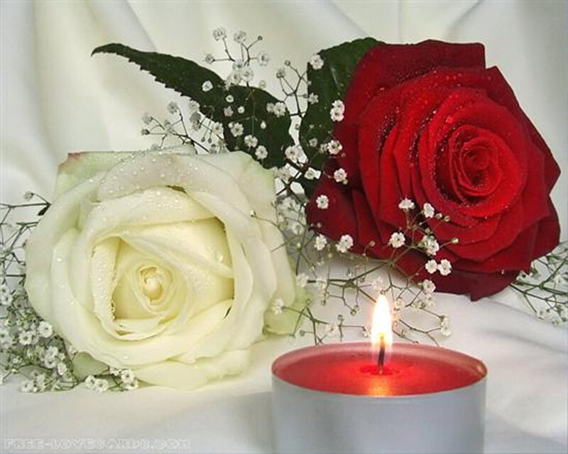 Red and White Roses — Serene