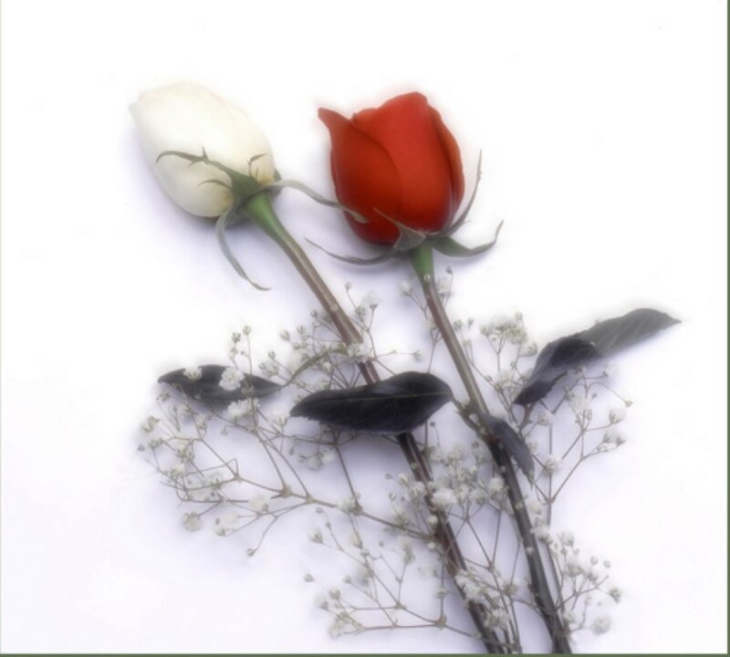 Red and white roses with baby's breath